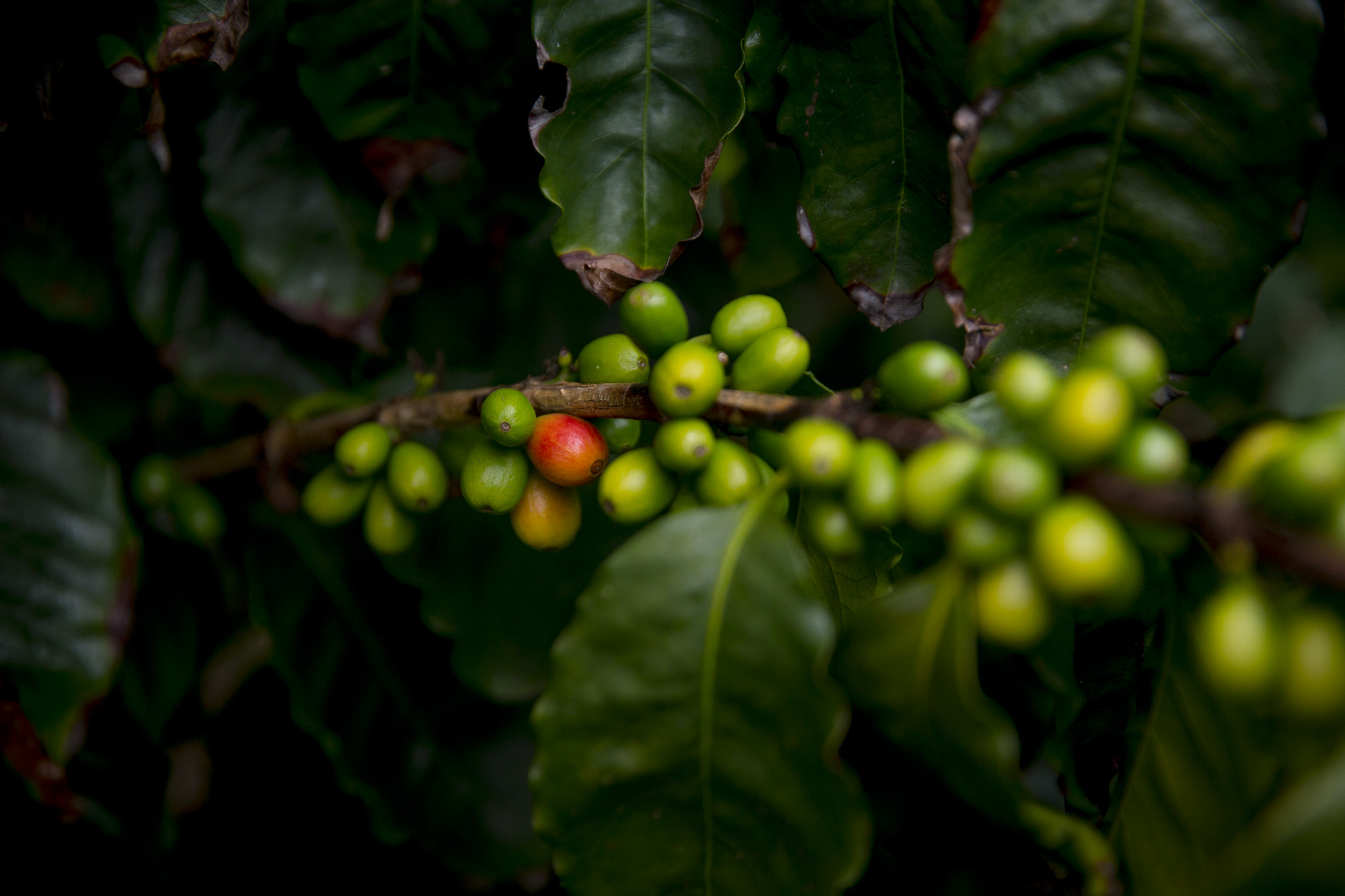 scoperto-genoma-coffea-arabica-pianta-caffe