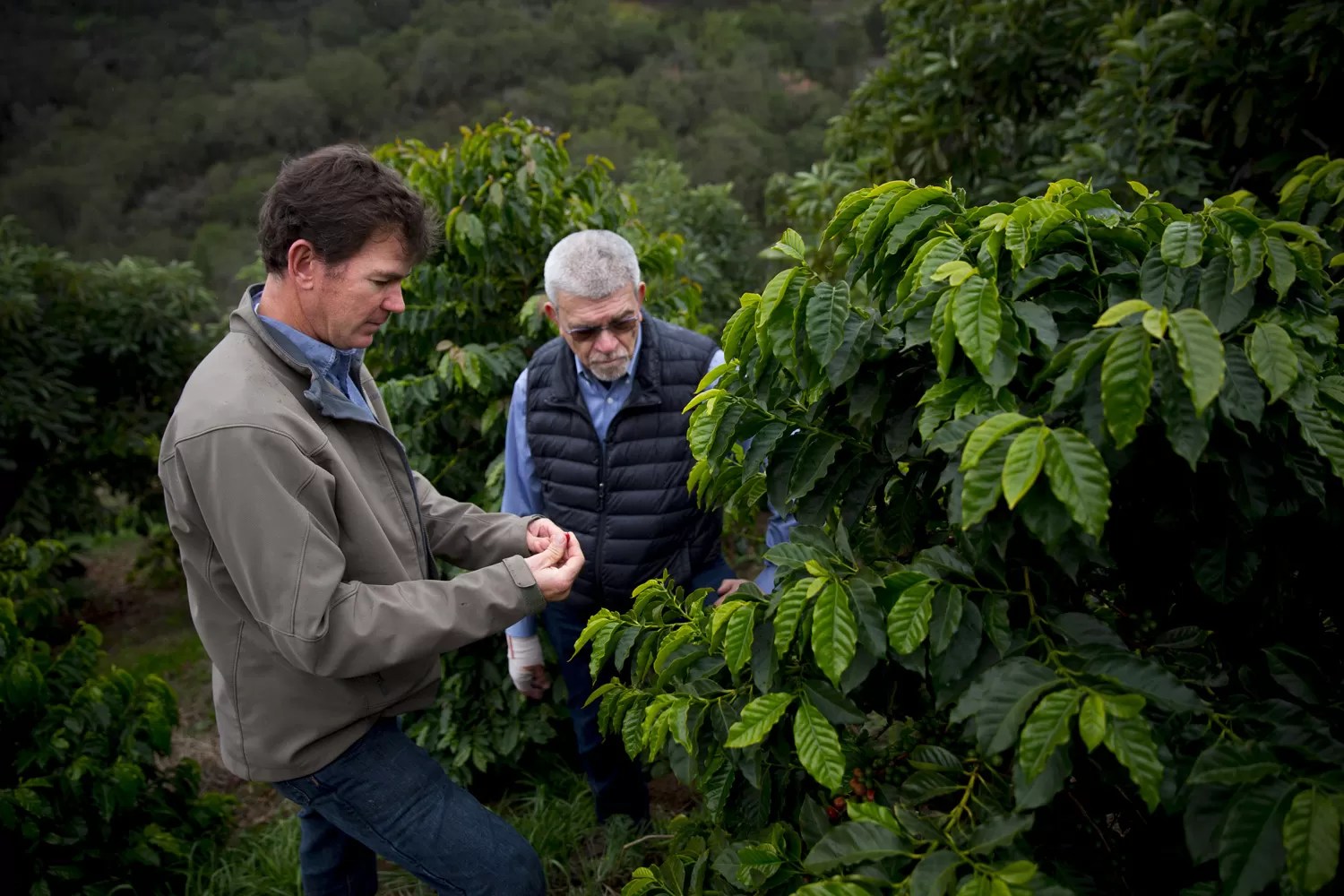 sequenziato il genoma di caffè arabica